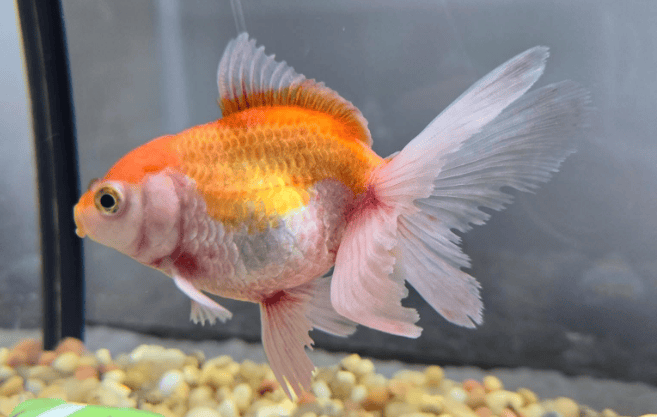 aquariumsworld.com