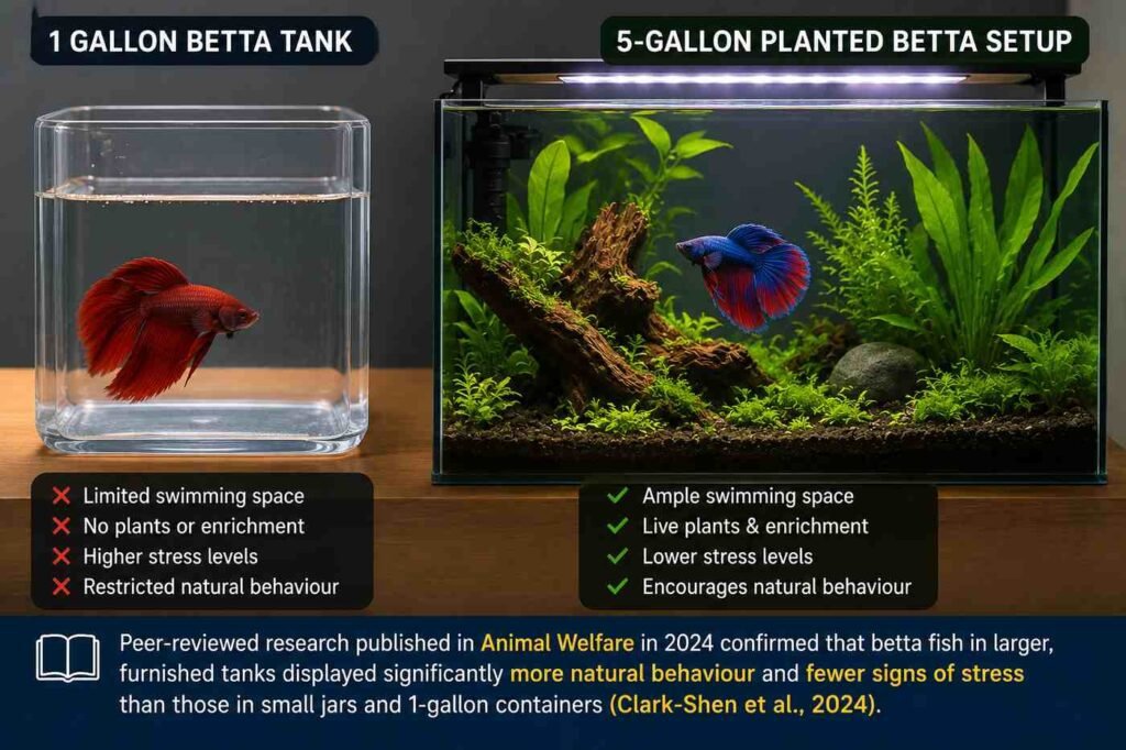 1 gallon betta tank compared with a 5 gallon planted betta aquarium