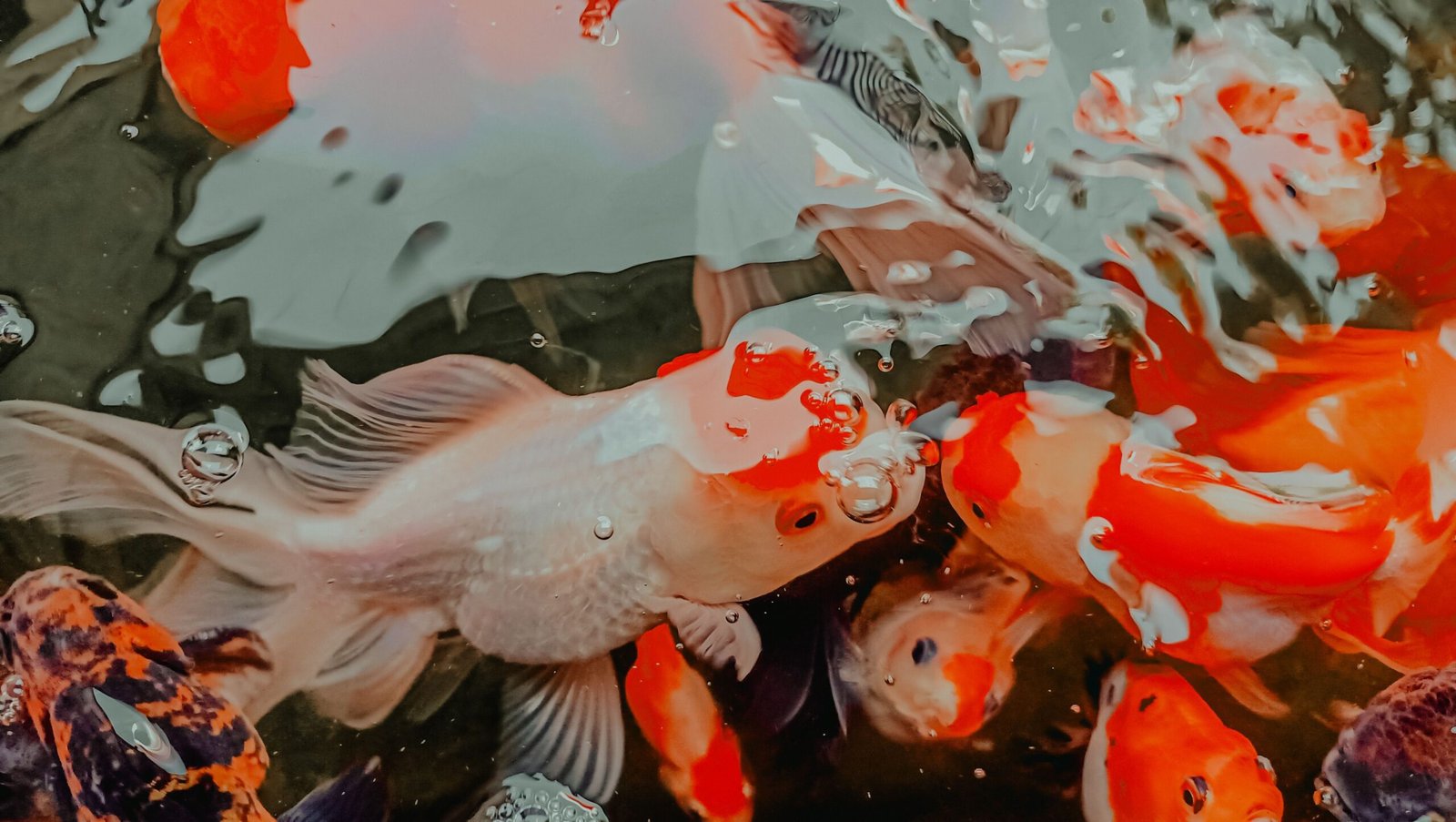 Fully Grown Adult Oranda — 8 to 12 Inches with Complete Wen 