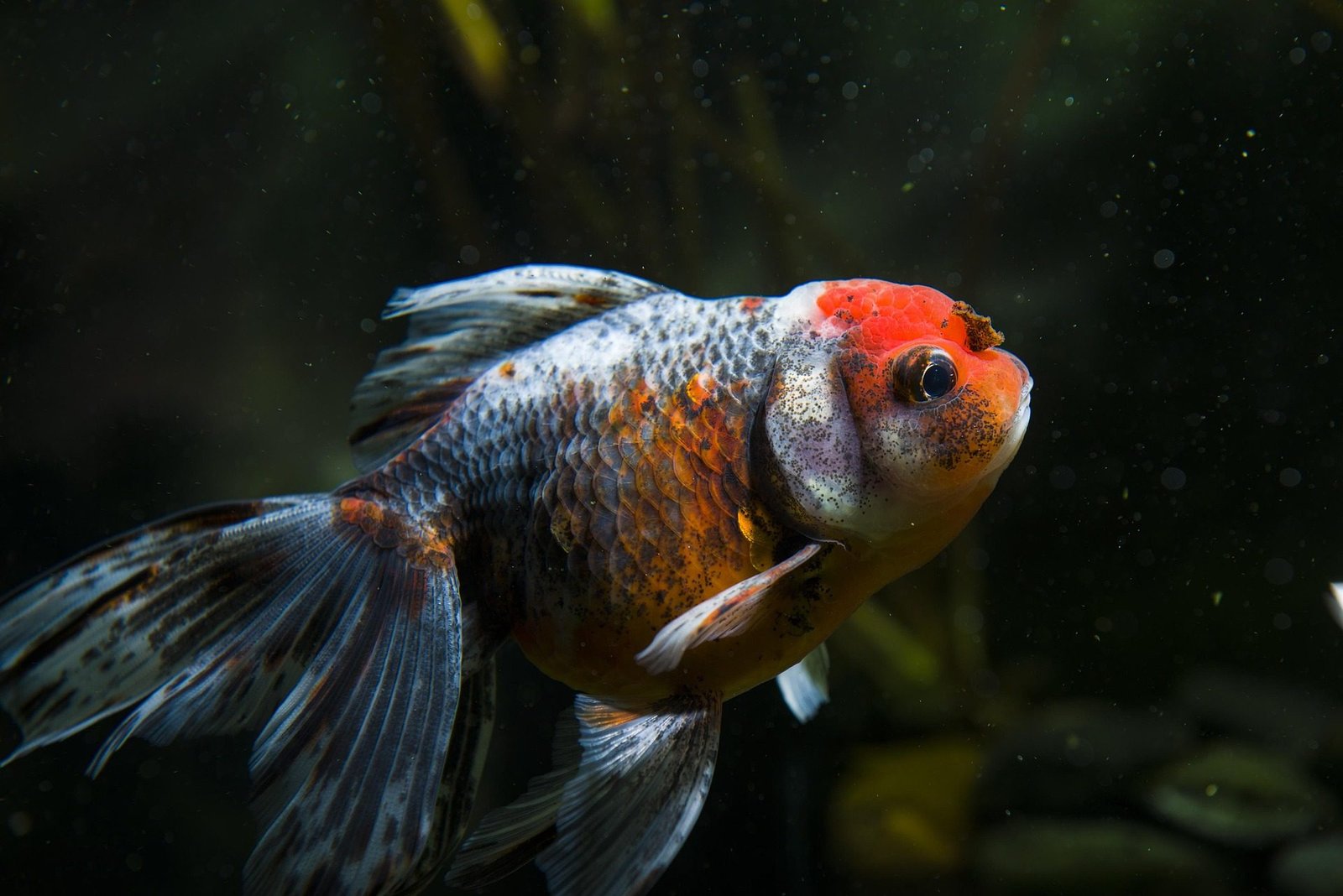Oranda Goldfish — Showing the Distinctive Wen Head Growth 