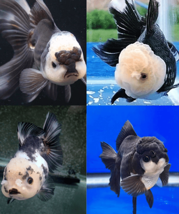 Panda Oranda Goldfish Black and White Colour Pattern 