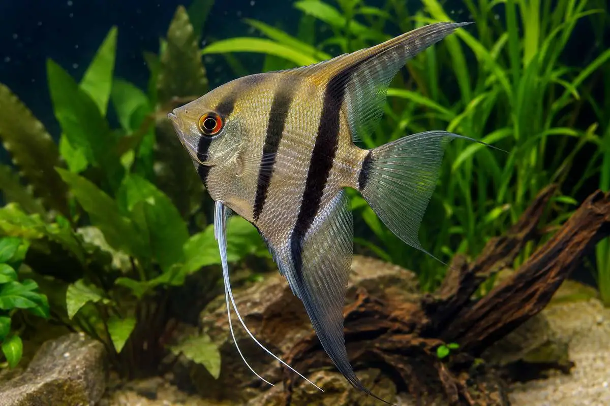 Angelfish (Pterophyllum scalare) swimming in a planted freshwater aquarium