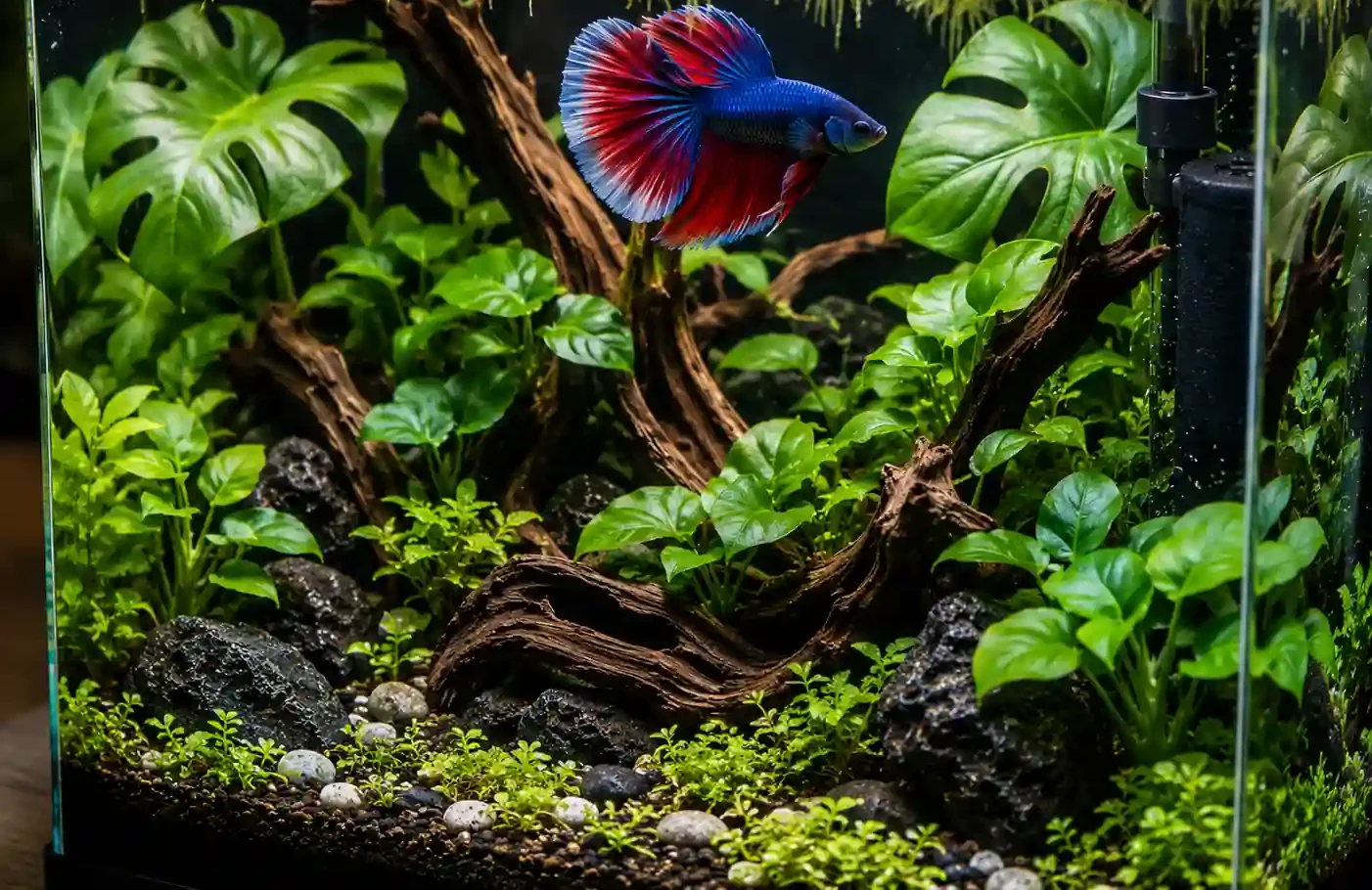 Betta fish tank with live plants