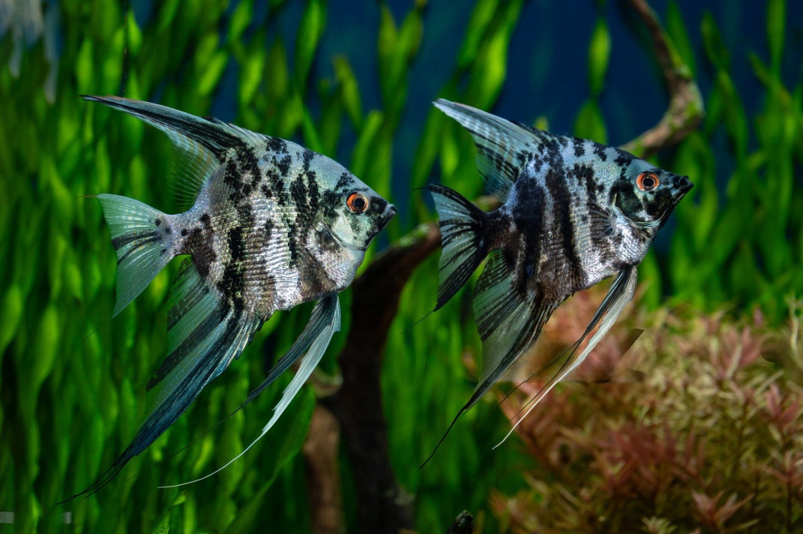 Two marble angelfish (Pterophyllum scalare) swimming in a planted freshwater aquarium