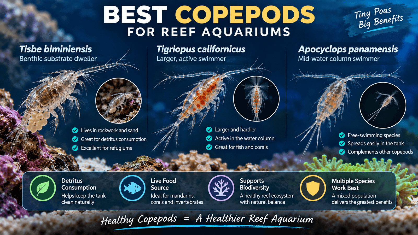 Tisbe biminiensis Tigriopus californicus and Apocyclops panamensis copepods for reef aquariums