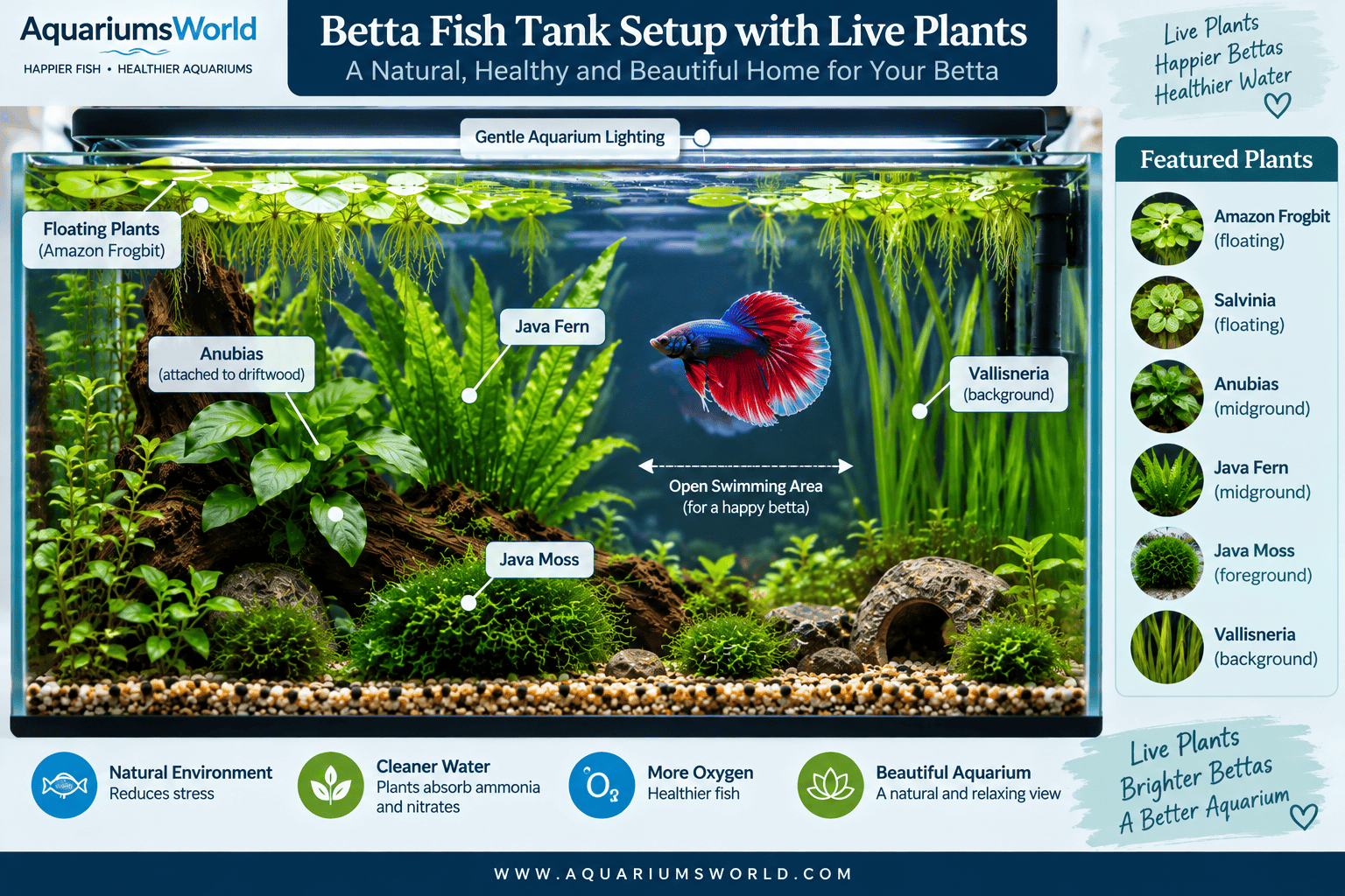 Betta fish aquarium with Anubias, Java Fern, Java Moss, Vallisneria and floating plants