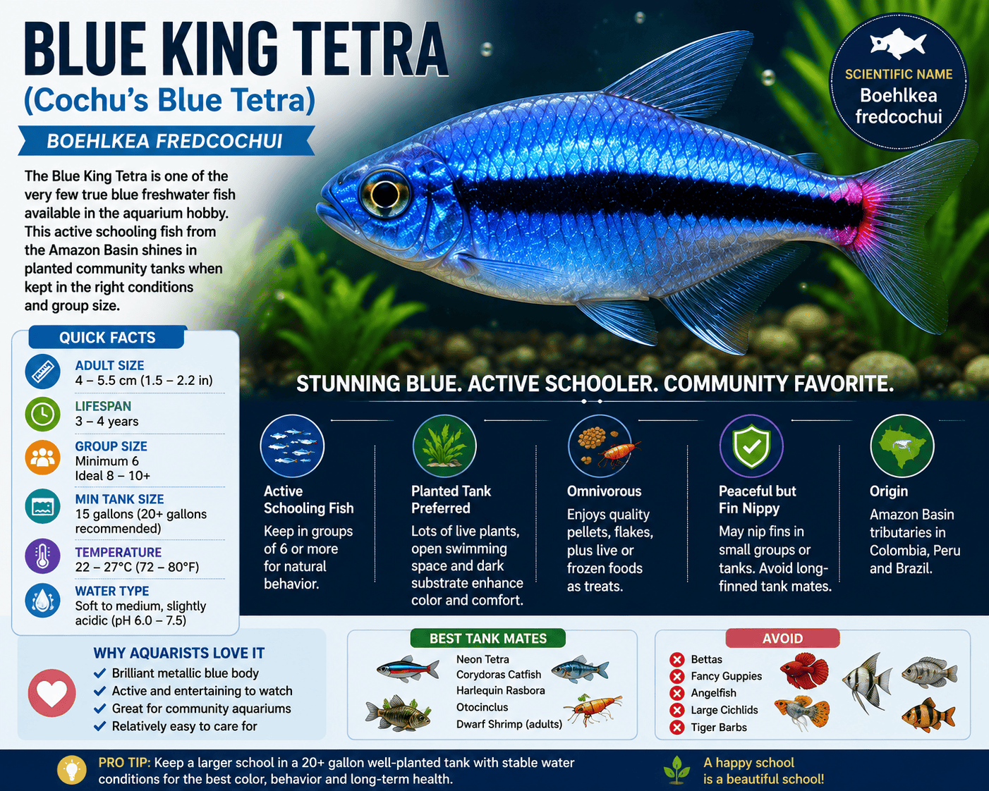 Blue King Tetra (Boehlkea fredcochui) care guide infographic showing tank size, group size, water parameters and compatible tank mates