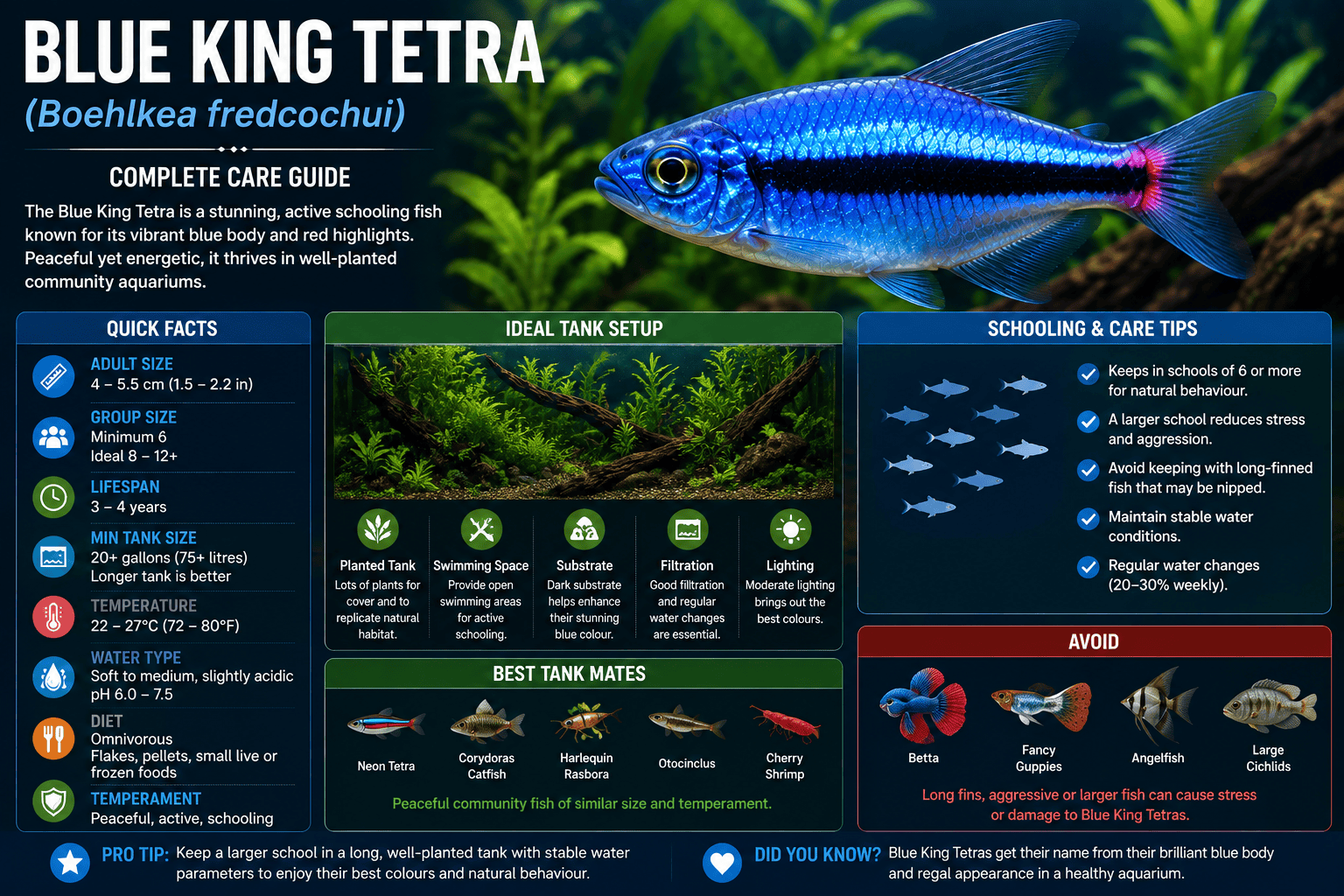 Blue King Tetra complete care guide infographic showing tank setup, schooling behaviour, diet and tank mates