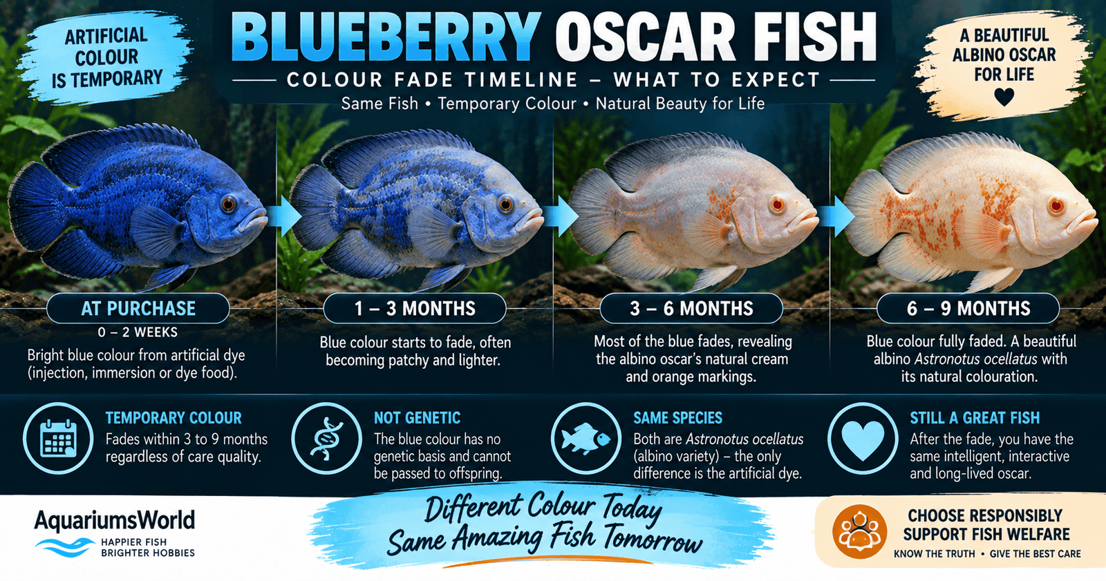 Blueberry oscar fish colour fade timeline showing artificial blue colouring changing to the natural albino Astronotus ocellatus appearance in a freshwater aquarium