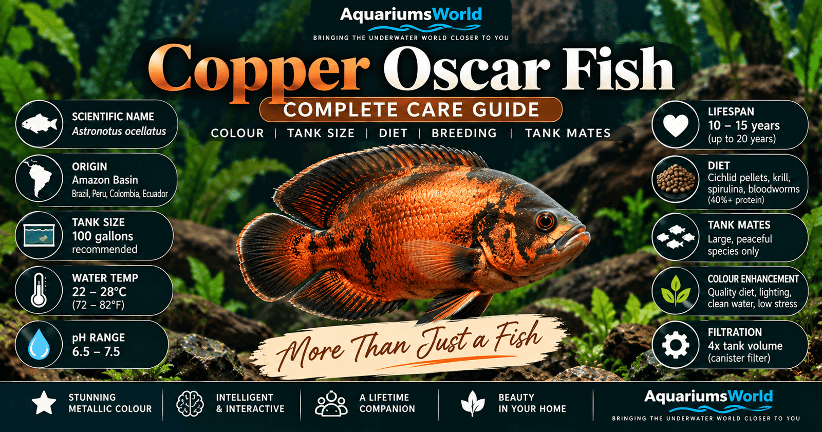 Copper oscar fish Astronotus ocellatus showing vibrant metallic copper coloration with care information for tank size, water parameters, diet and tank mates