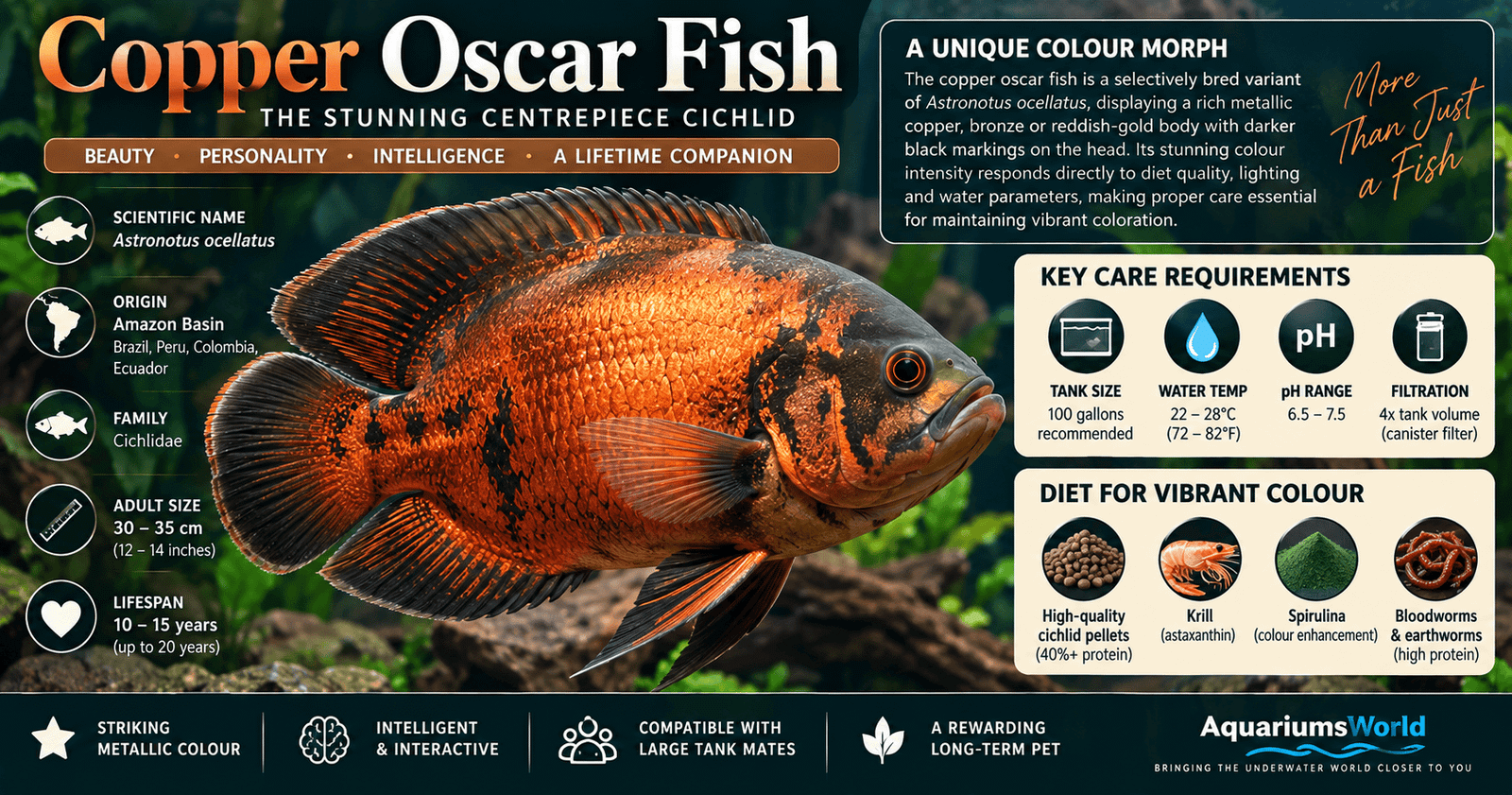 Copper oscar fish Astronotus ocellatus showing metallic copper and reddish bronze coloration in a freshwater aquarium
