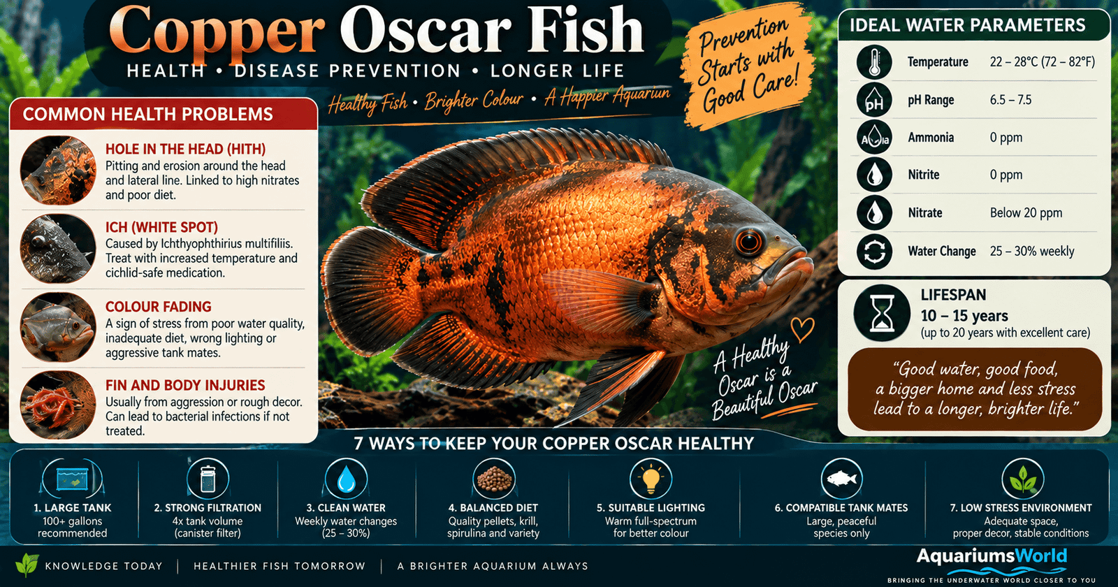 Copper oscar fish health infographic showing common diseases, ideal water parameters and essential care practices for disease prevention
