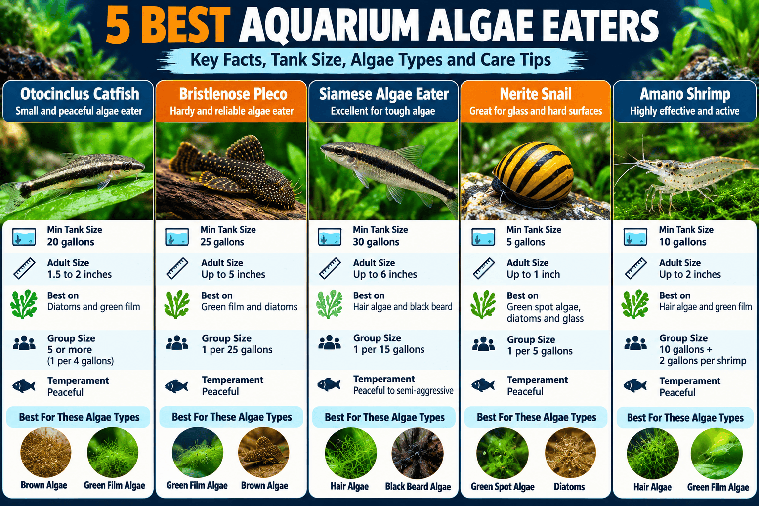 Alt Text: Infographic comparing five freshwater aquarium algae eaters: Otocinclus catfish, Bristlenose pleco, Siamese algae eater, Nerite snail, and Amano shrimp, with tank size, adult size, algae preferences, group size, and temperament.