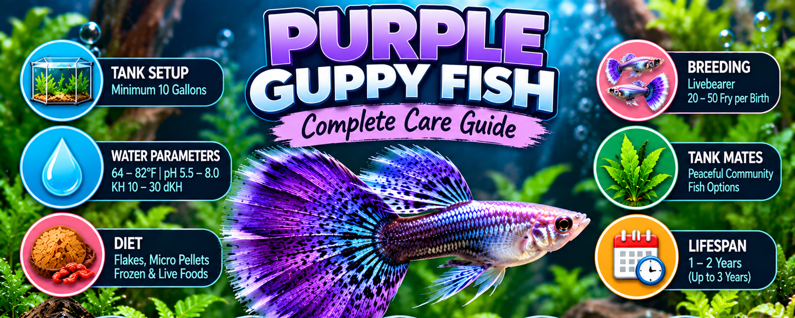 Purple guppy fish featured infographic showing care, tank setup, water parameters, diet, breeding, tank mates, lifespan and popular varieties