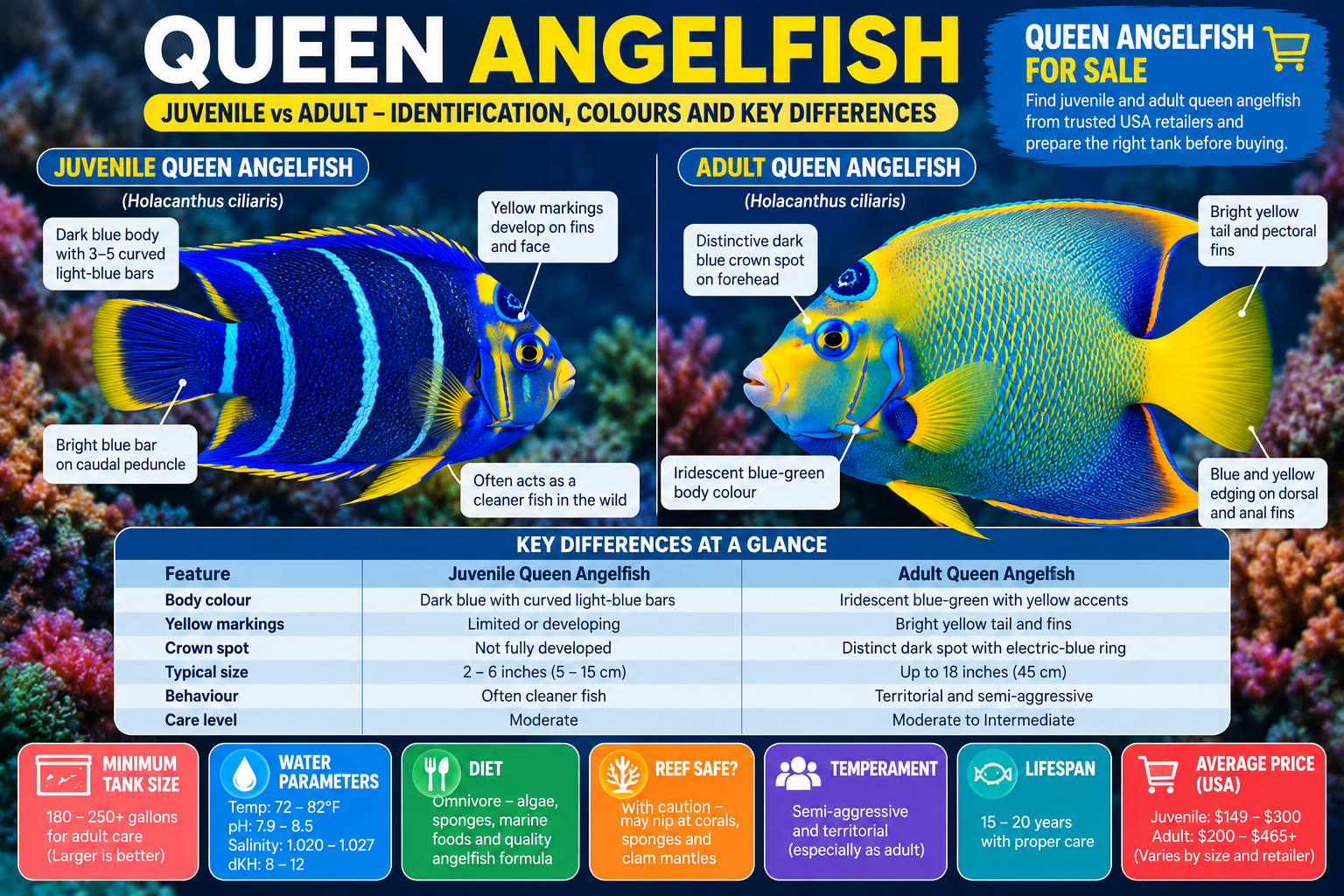 Queen Angelfish Juvenile vs Adult – Identification and Care Guide